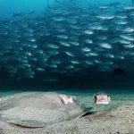 Día Europeo de los Océanos. OceanEye