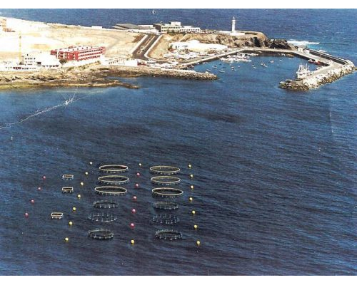 El Instituto Canario de Ciencias Marinas obtiene su primera producción de doradas. 1995